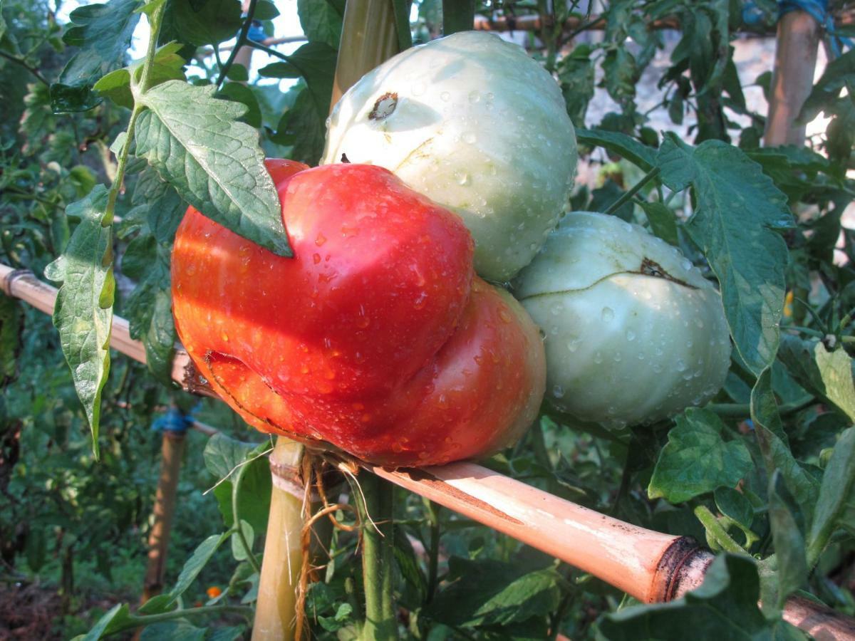 Tursac Cottage Poppy מראה חיצוני תמונה